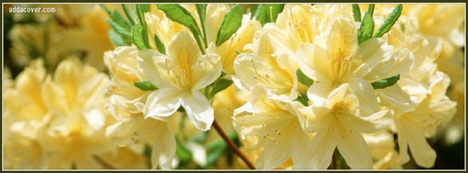 6247-cream-color-flowers