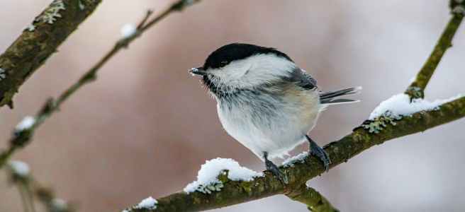 white and black bird on tree branch