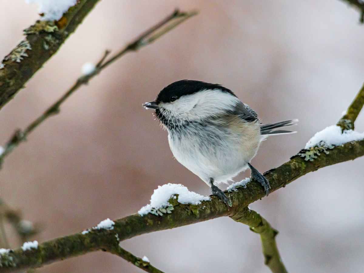 Bird Watching and&nbsp;God