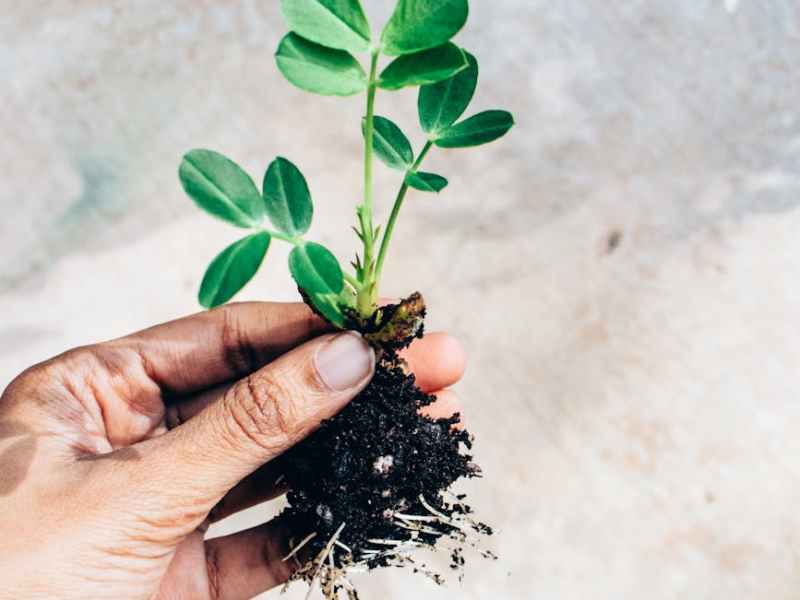 Deep Roots | Kim Blenkhorn 